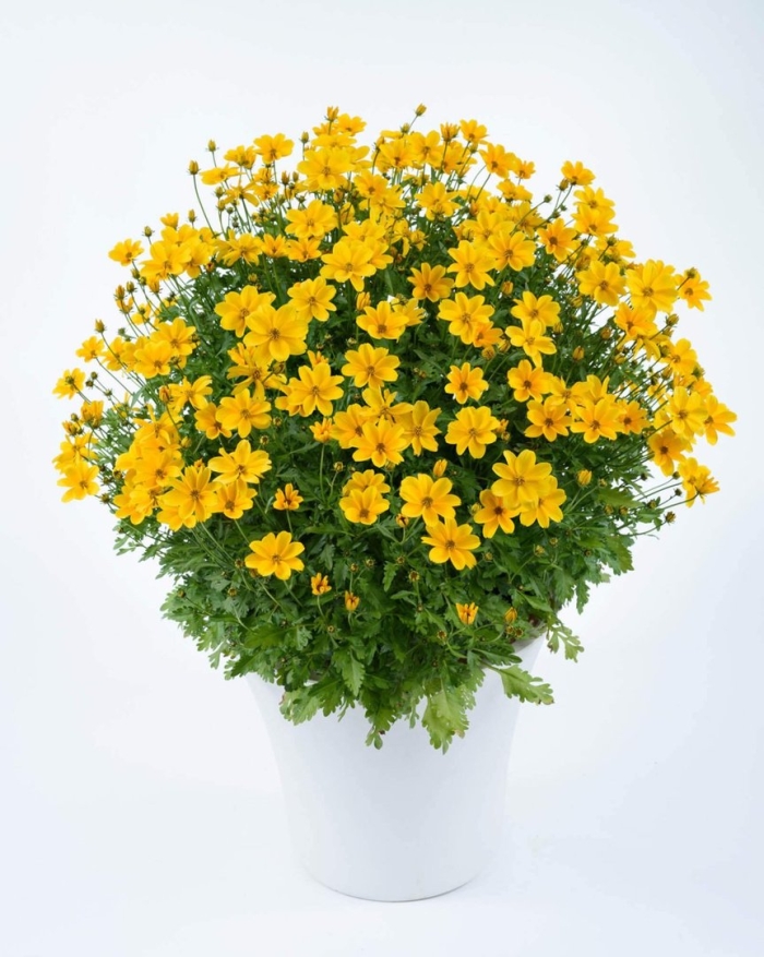 Череда ампельная биденс