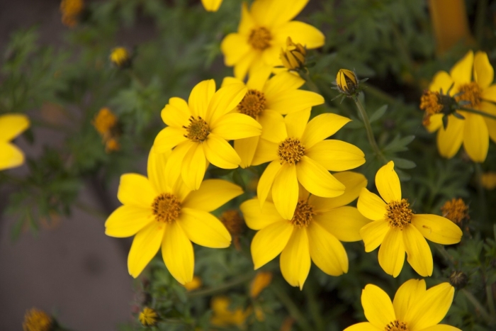 Биденс ферулелистная