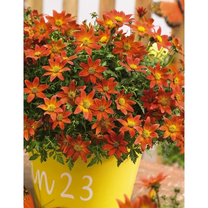 Биденс taka tuka yellow red star