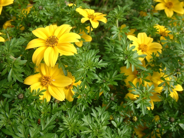 Череда ампельная биденс