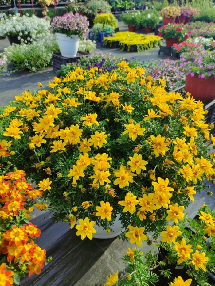 Биденс саншайн дабл