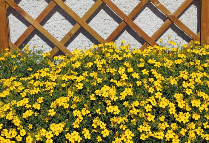 Бархатцы тонколистные лулу