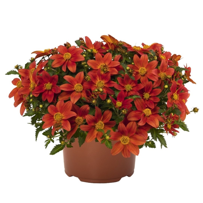 Биденс campfire