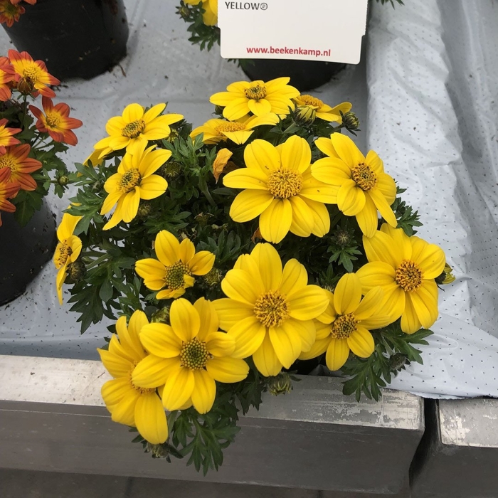 Биденс еллоу