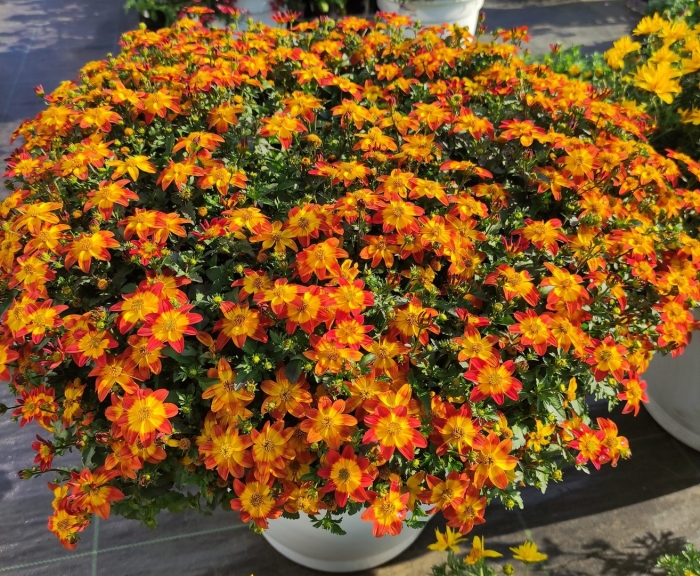 Биденс sunshine double