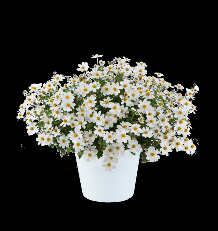 Биденс white delight