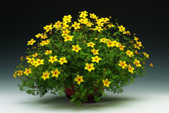 Череда ампельная биденс