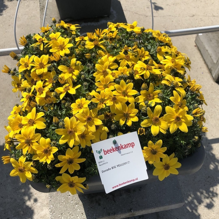 Биденс bidy boom yellow big