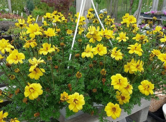 Биденс цветок многолетний