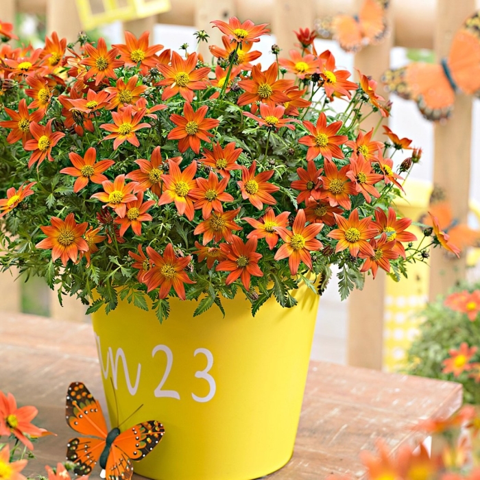 Череда ампельная биденс