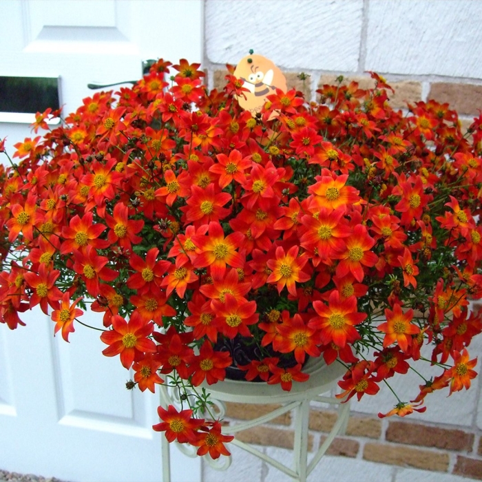 Цветок биденс