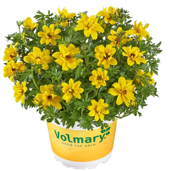 Биденс goldmarie