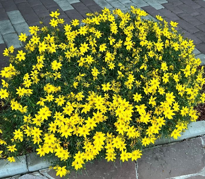 Кореопсис мутовчатый 'zagreb'