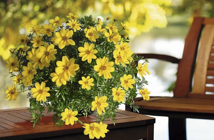 Череда ампельная биденс