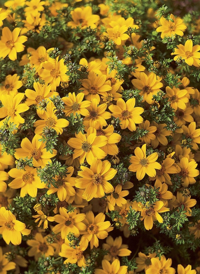 Череда ампельная биденс