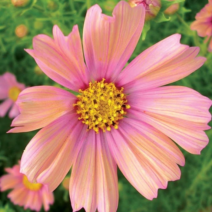 Космея bipinnatus