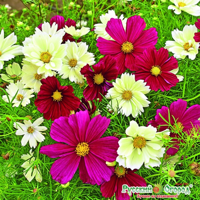 Космея гибридная