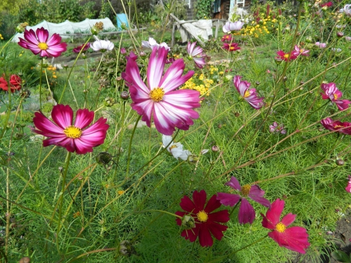 Однолетники космея