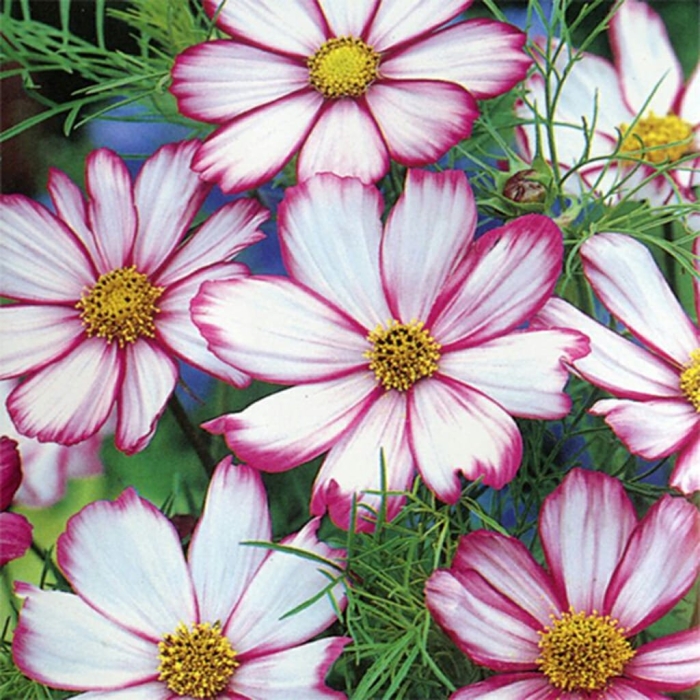 Космея пикоти