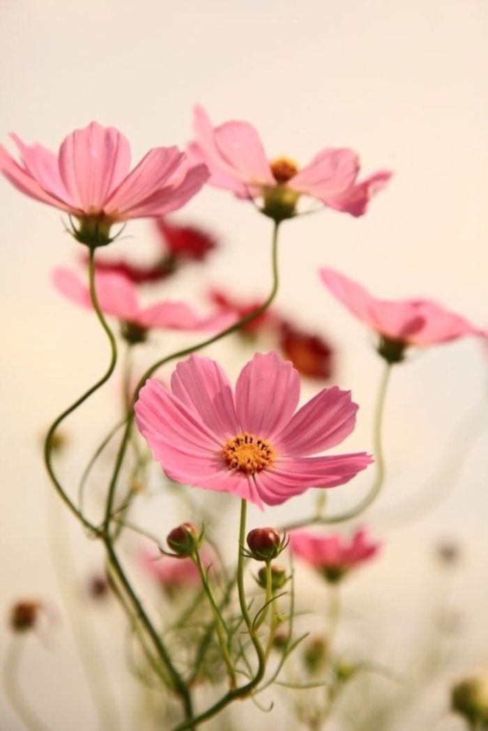 Cosmos flower