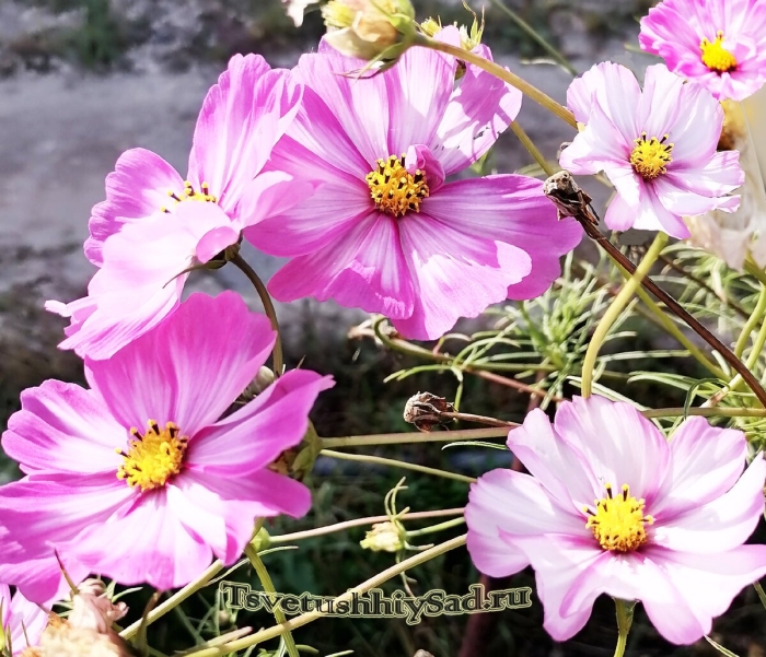 Космея всходы