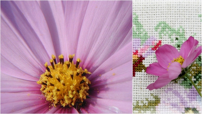 Цветок космеи