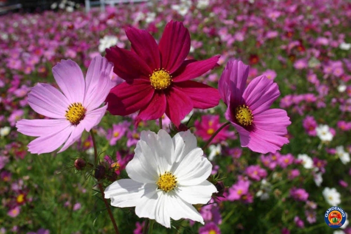 Cosmos bipinnatus
