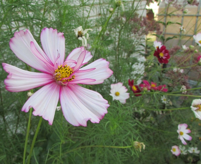 Космея или космос