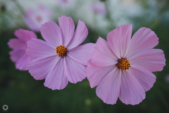 Цветок космеи