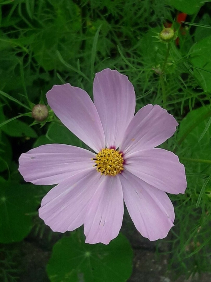 Космея цветок многолетний