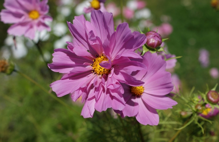 Космея махровая