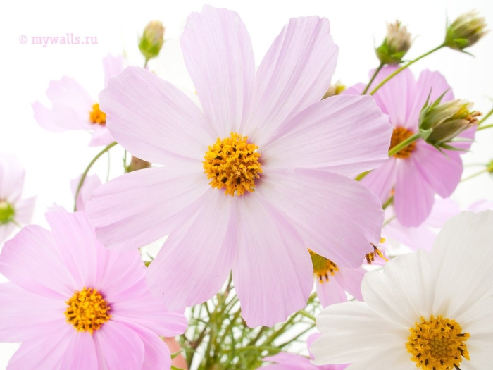 Космея букет