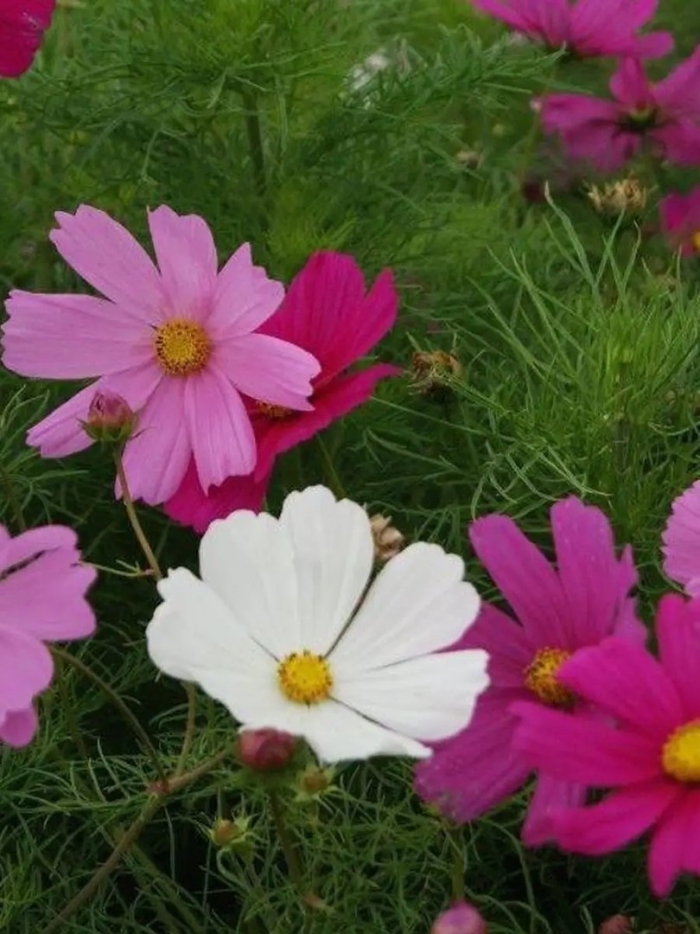 Космея сенсация