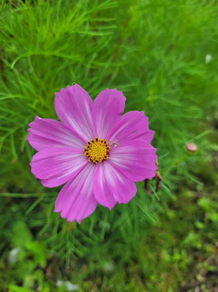 Космея ростки