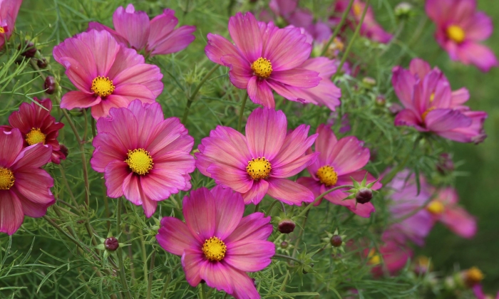 Космея вега карликовая