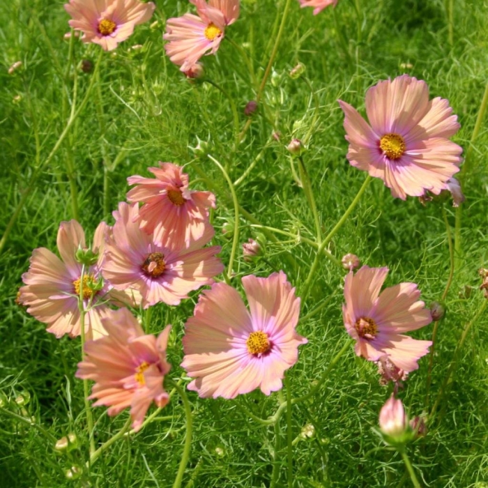 Космея априкот