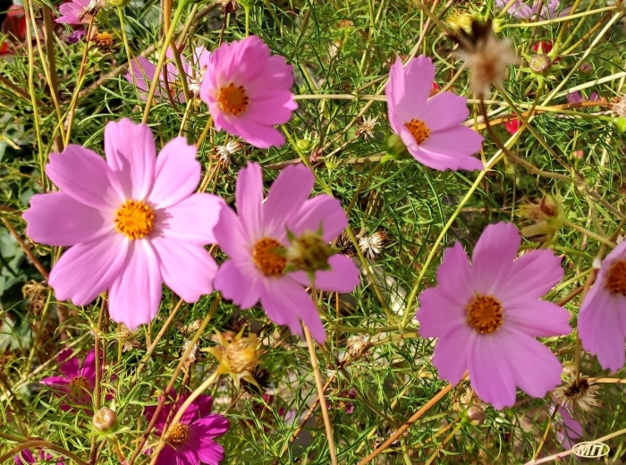 Космея цветок