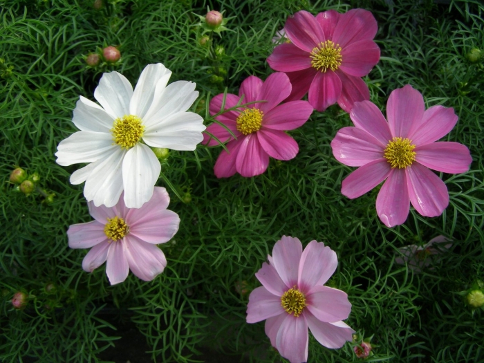 Однолетники космея