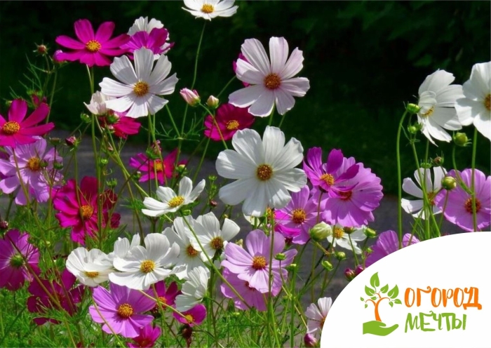 Космея многолетник