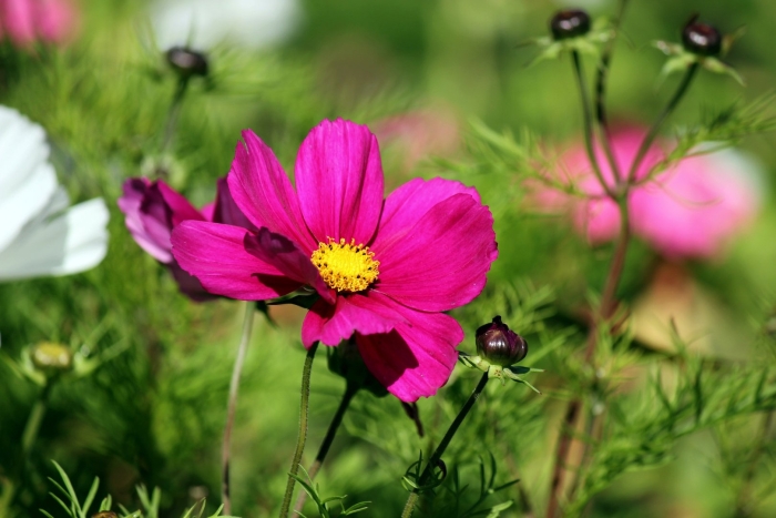 Космея луговая