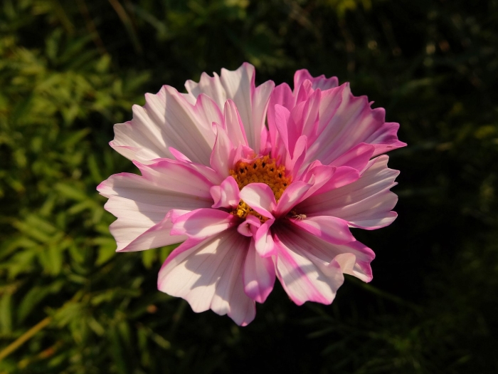 Цветы космея сенсация