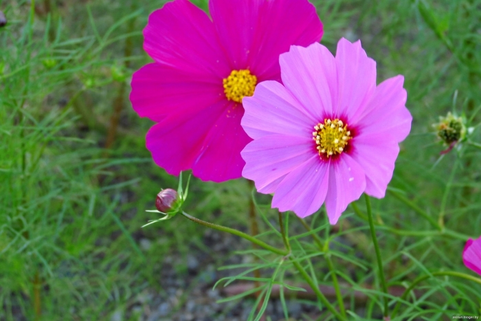 Космея кореопсис