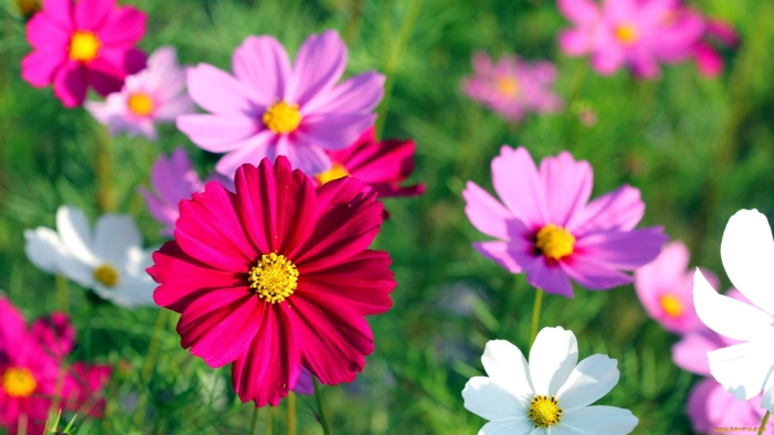 Космея цветы