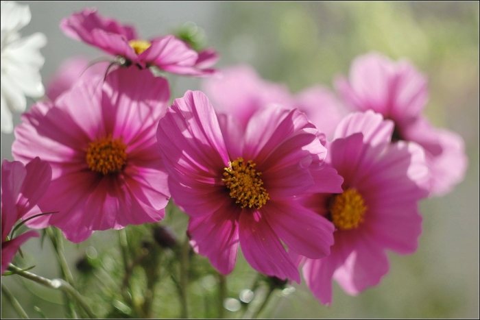 Космея махровая оранж