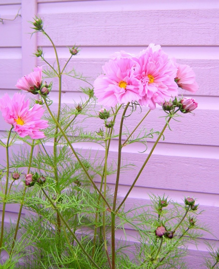 Космея махровая роуз бонбон