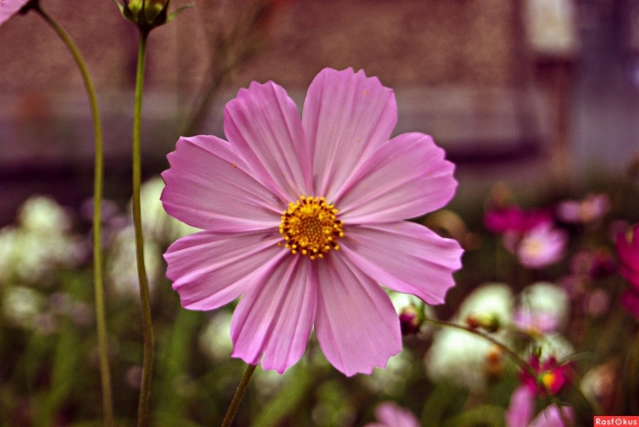 Космос цветок