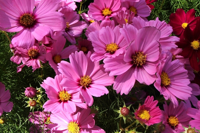 Cosmos flower