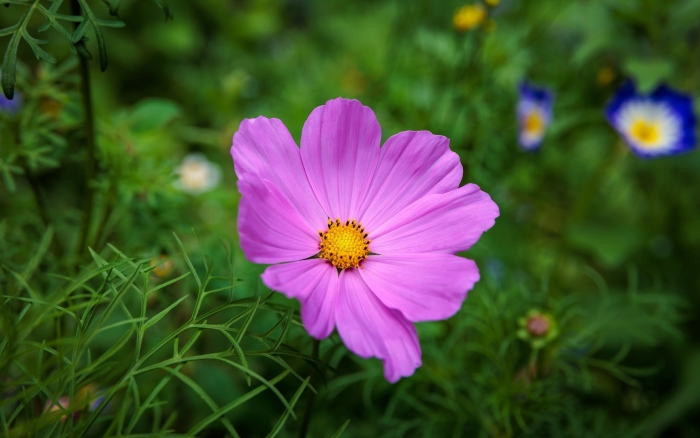 Космея цветок