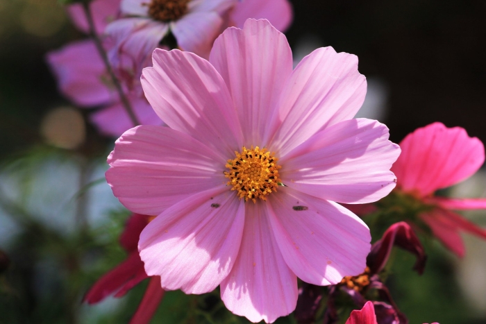 Камелия космея