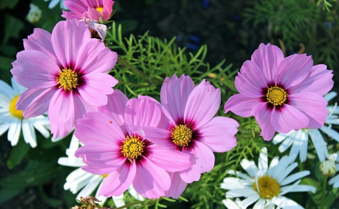 Космея низкорослая